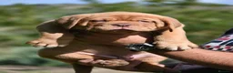 Dogo de Burdeos perros en venta: Espectacular camada de Dogo de Burdeos - Anuncio 3