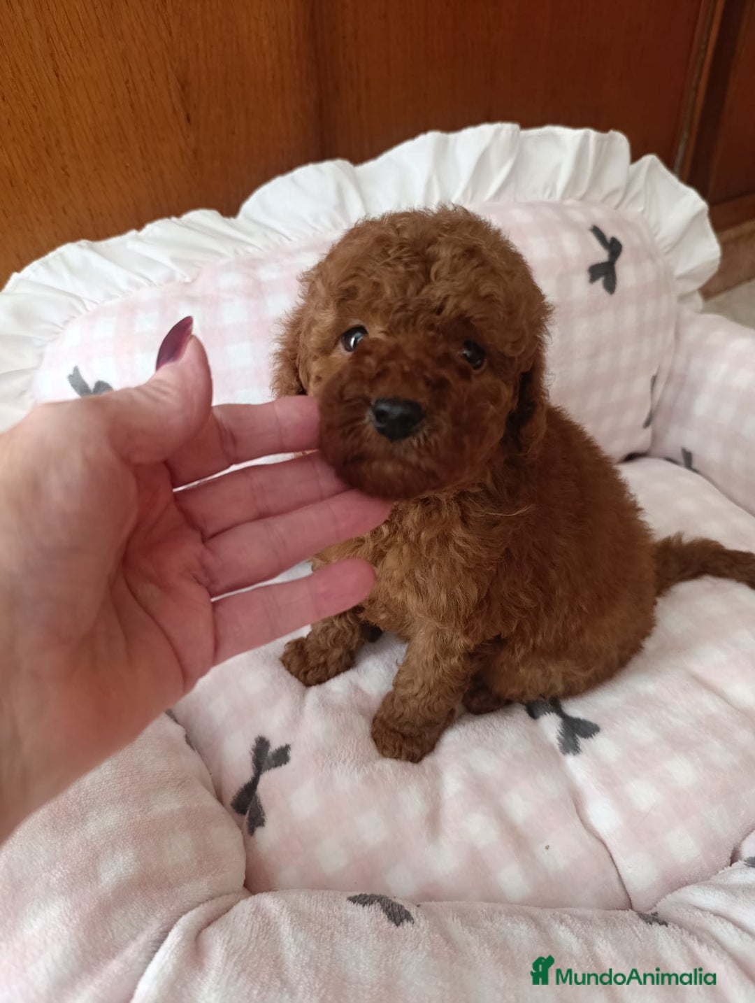 Caniche Enano perros en venta: CANICHE ROJO MACHO EXCLUSIVO - Anuncio 6