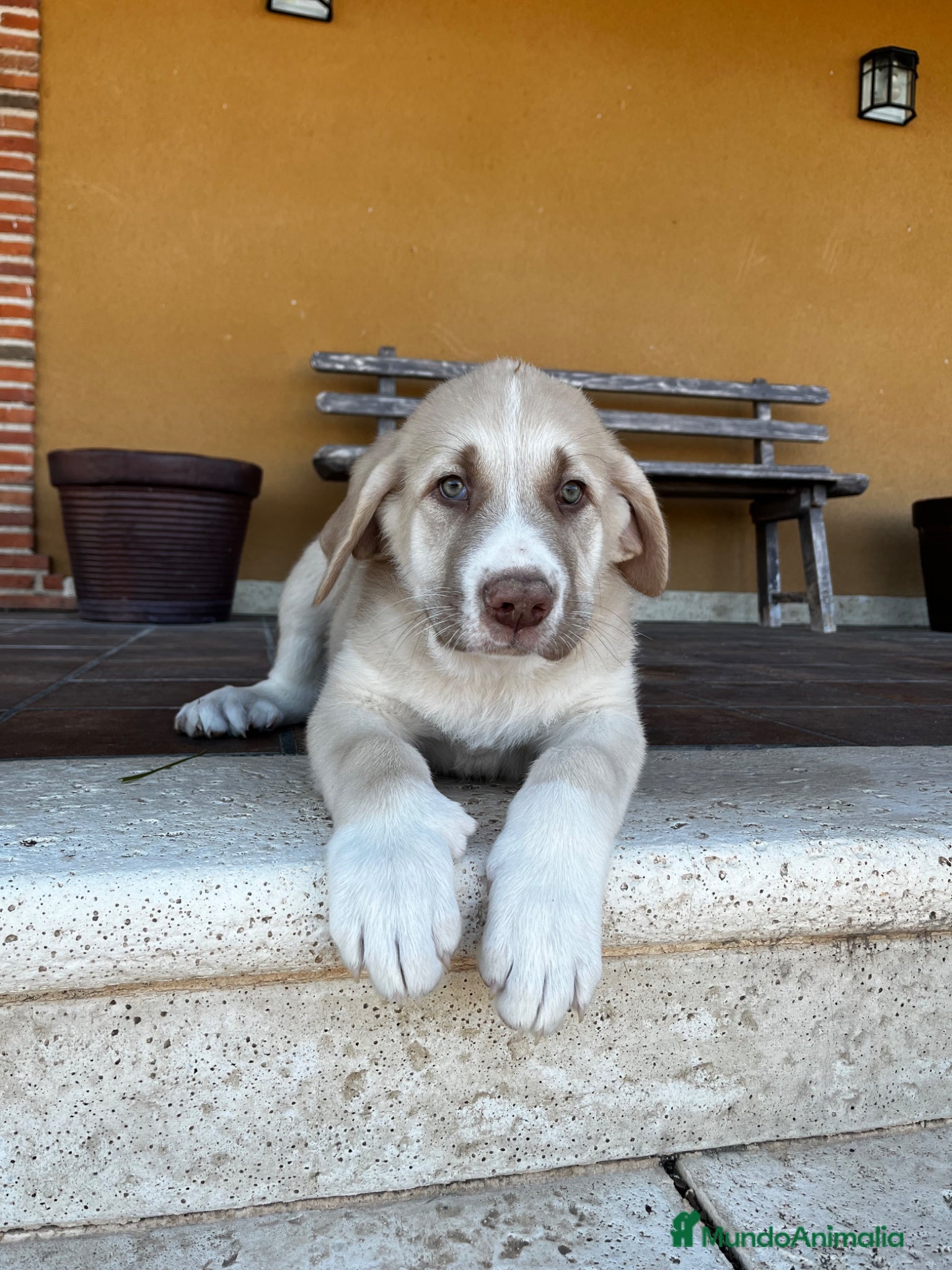 Mastín Español perros Mastin  - Anuncio 1