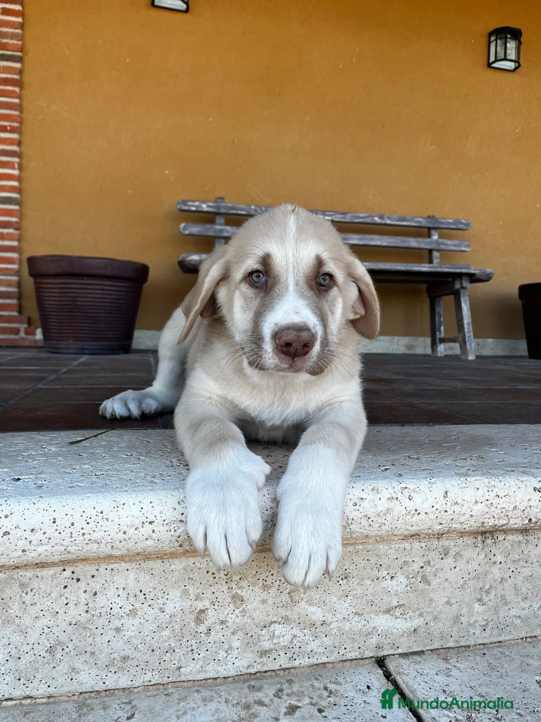 Mastín Español perros en venta: Mastin  - Anuncio 1
