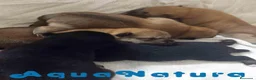 Shiba Inu perros en venta: Camada SHIBA INU de Mar y Simbad - AQUANATURA - Anuncio 6