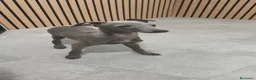 Pequeño Lebrel Italiano perros en venta: Galgo Italiano Piccolo Lebrel Italiano  - Anuncio 4