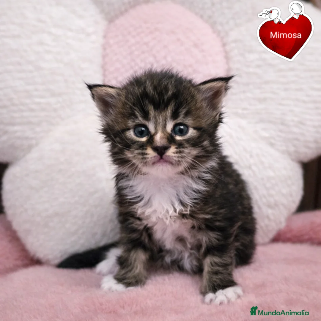 Maine Coon gatos en venta: Gatitos maine coon - Anuncio 1