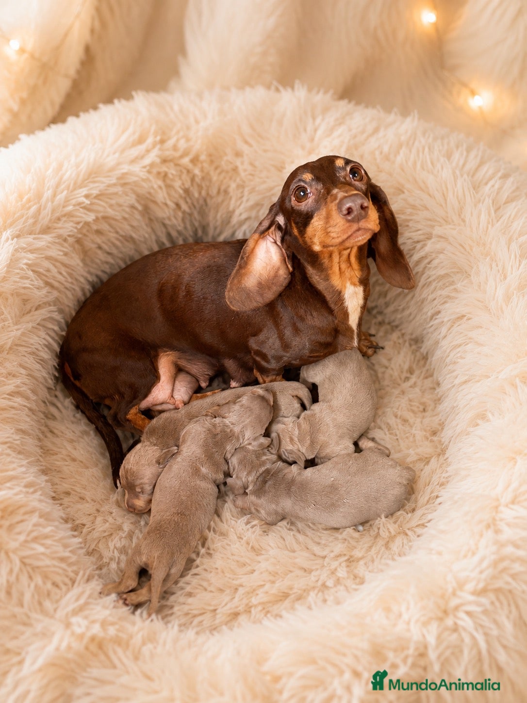 Teckel Miniatura perros TECKEL ISABELLA PAPÁS KANINCHEN - Anuncio 1
