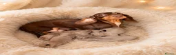 Teckel Miniatura perros en venta: TECKEL ISABELLA PAPÁS KANINCHEN - Anuncio 1