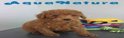 Caniche Toy perros en venta: Caniche Macho 1916 AQUANATURA - Anuncio 1