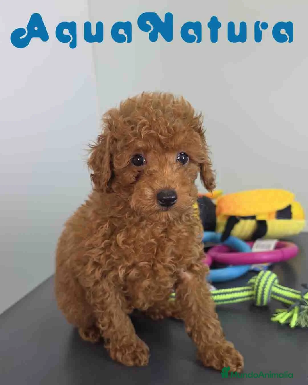 Caniche Toy perros en venta: Caniche Macho 1916 AQUANATURA - Anuncio 1