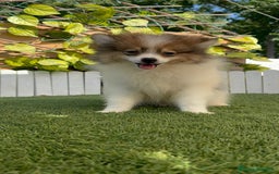 Pomerania perros en venta: POMERANIA MACHO ENVIO A TODA ESPAÑA - Imagen 15
