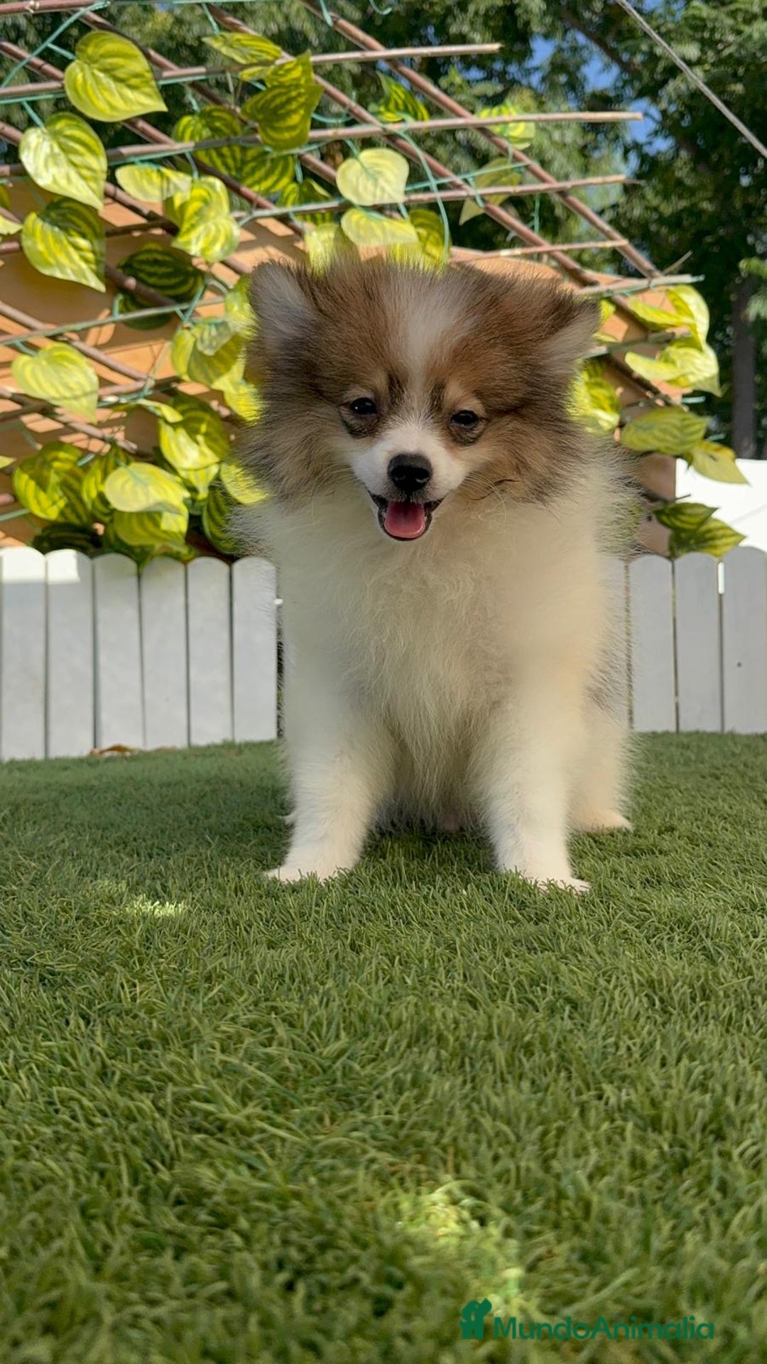 Pomerania perros en venta: POMERANIA MACHO ENVIO A TODA ESPAÑA - Imagen 15