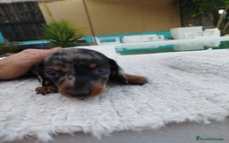 Teckel Miniatura perros en venta: Teckel merless mini - Imagen 6