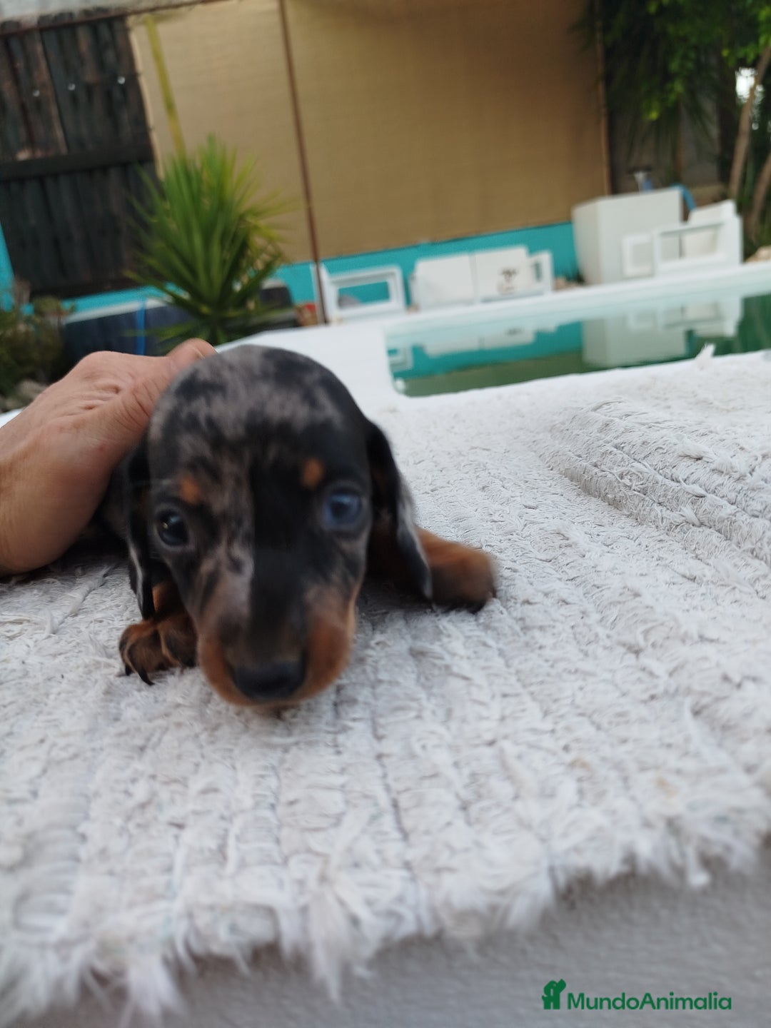 Teckel Miniatura perros en venta: Teckel merless mini - Imagen 6