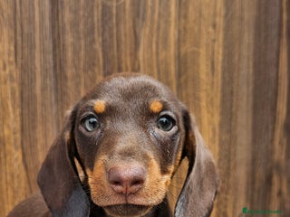 Teckel perros - Anuncio 10