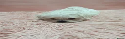 Bichón Maltés perros en venta: Camada de bichón maltes toy - Anuncio 2