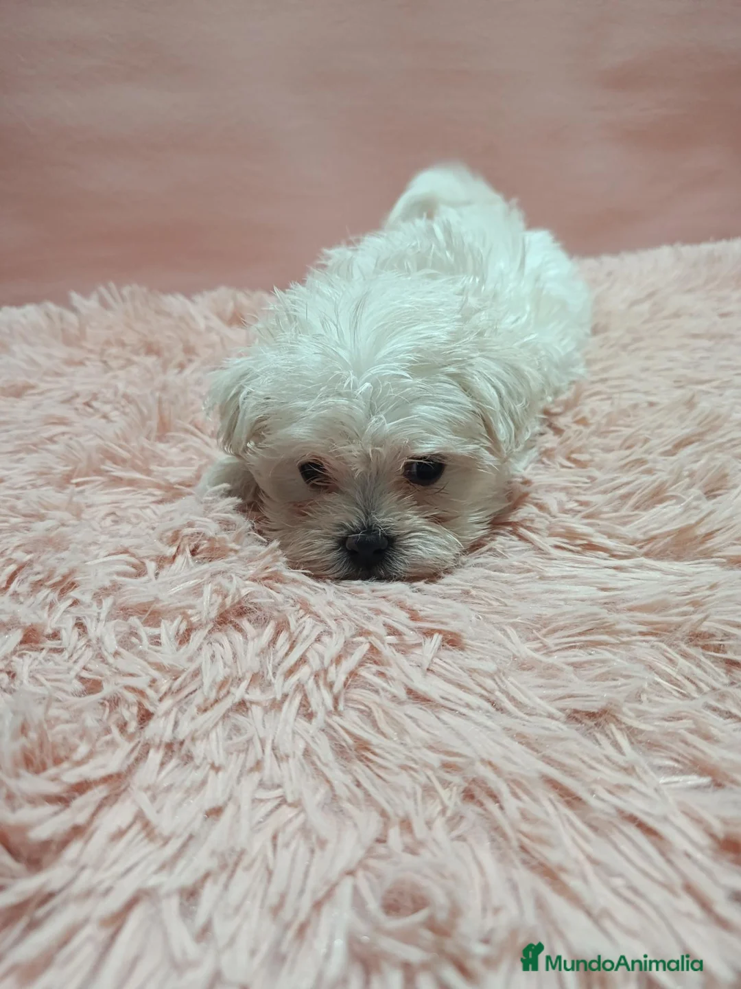 Bichón Maltés perros en venta: Camada de bichón maltes toy - Anuncio 2