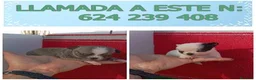 Chihuahua perros en venta: PRECIOSOS CHIHUAHUA RUSO Y ASIÁTICO   - Anuncio 13