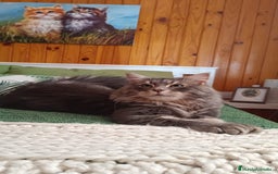 Siberiano gatos en venta: Siberianos Líneas Rusas - Anuncio 7