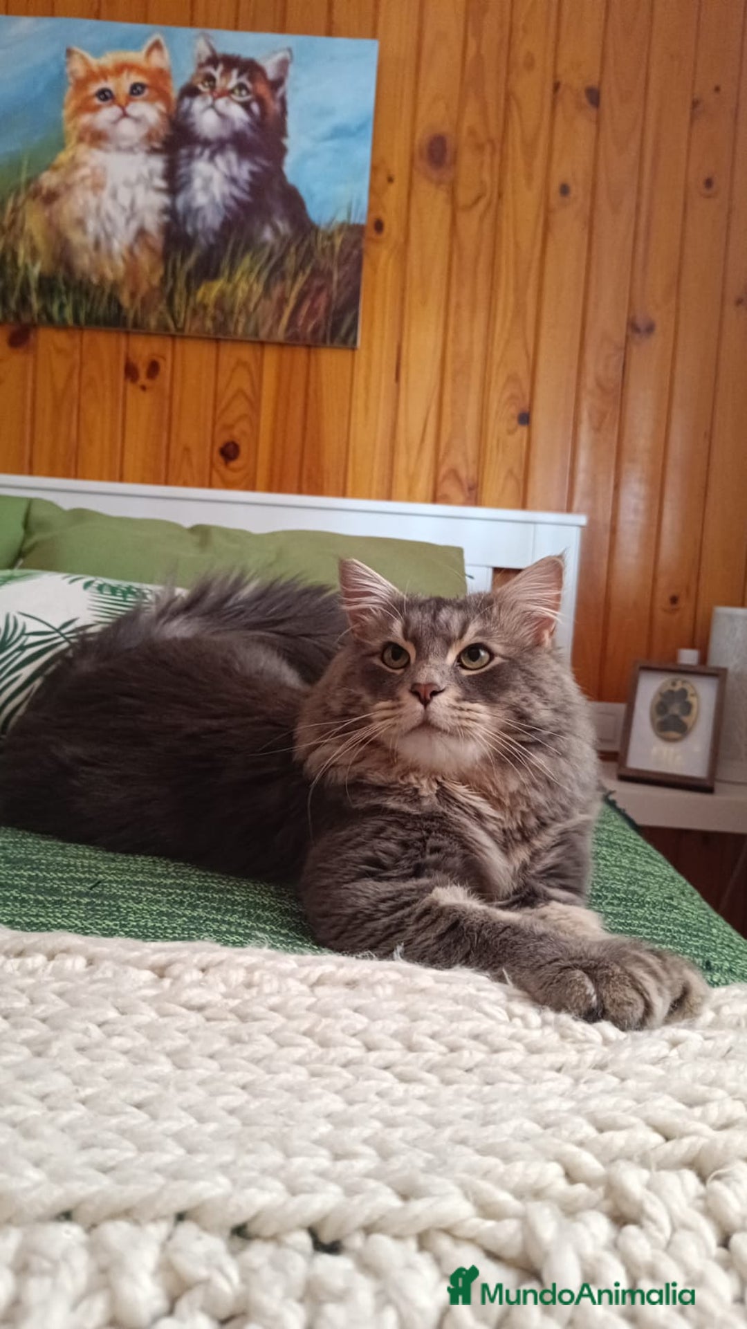 Siberiano gatos en venta: Siberianos Líneas Rusas - Anuncio 7