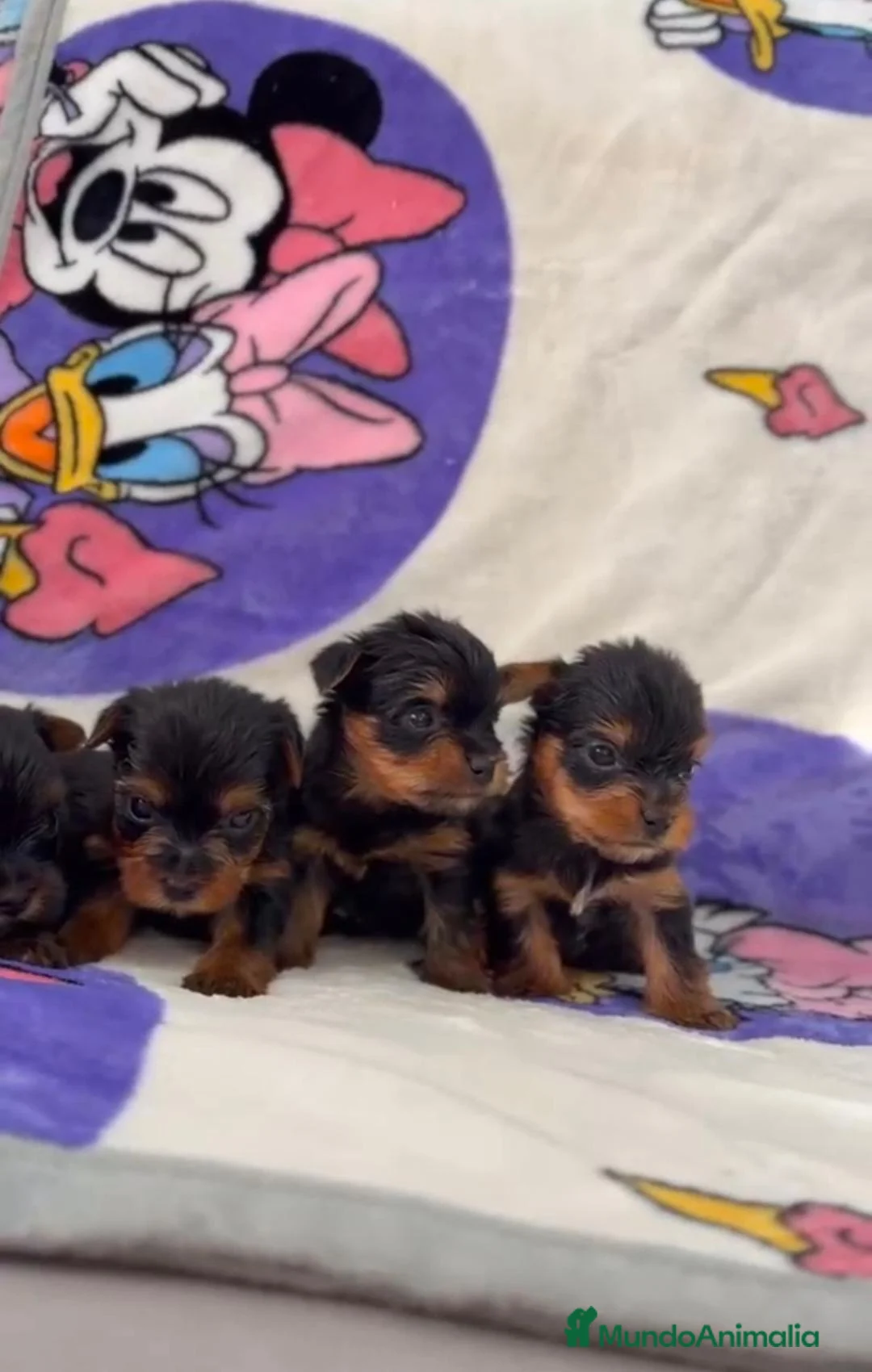 Yorkshire Terrier perros en venta: YORKSHIRE  - Anuncio 5