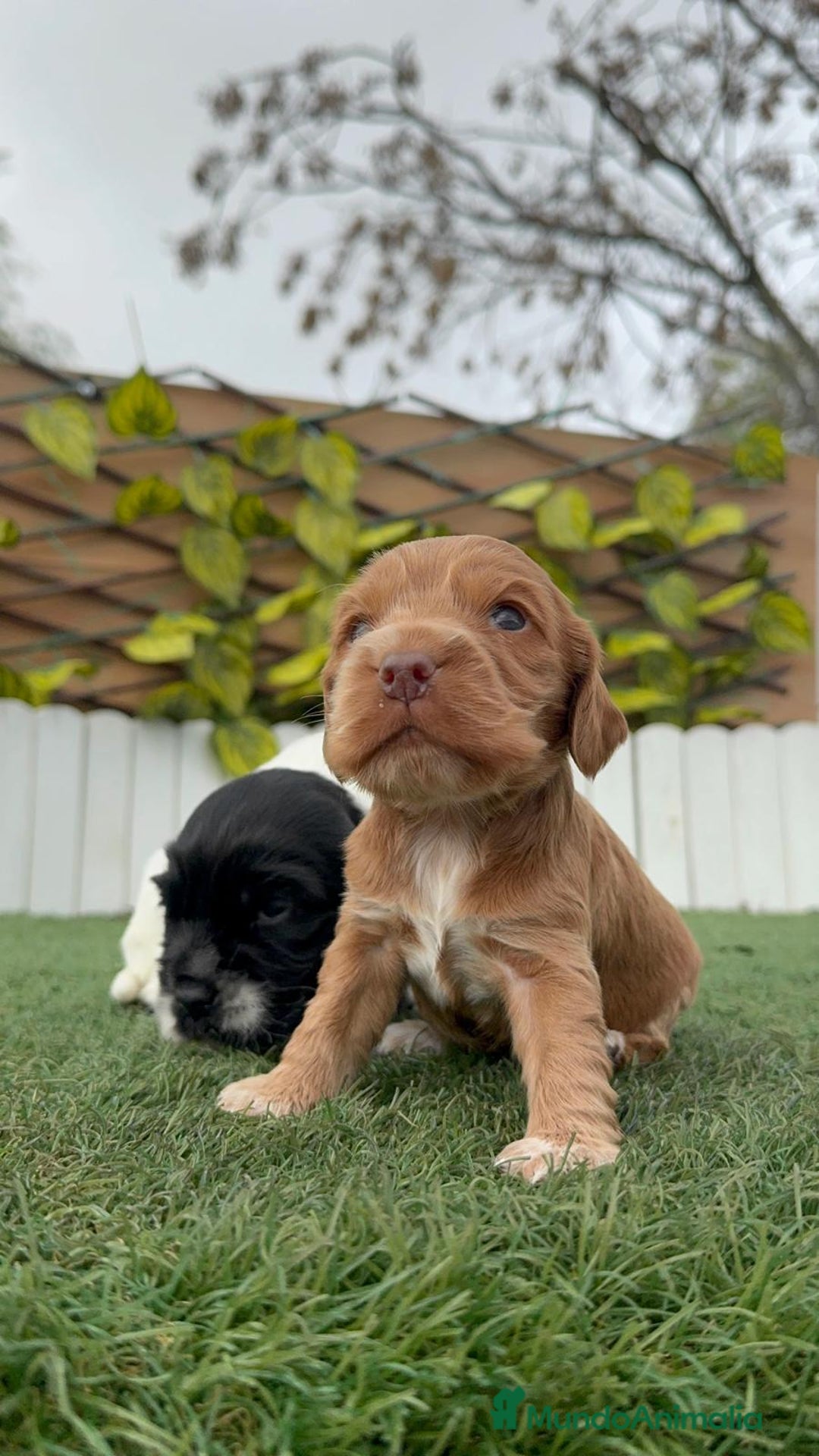 Cocker Spaniel Inglés perros en venta: COCKER SPANIEL INGLES - Anuncio 3