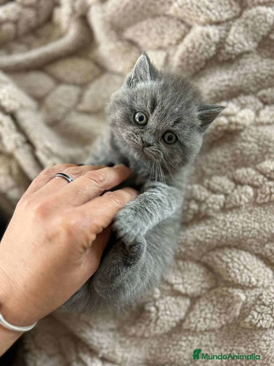 Británico de Pelo Corto Azul gatos en venta: British shorthair y longhair  - Anuncio 1