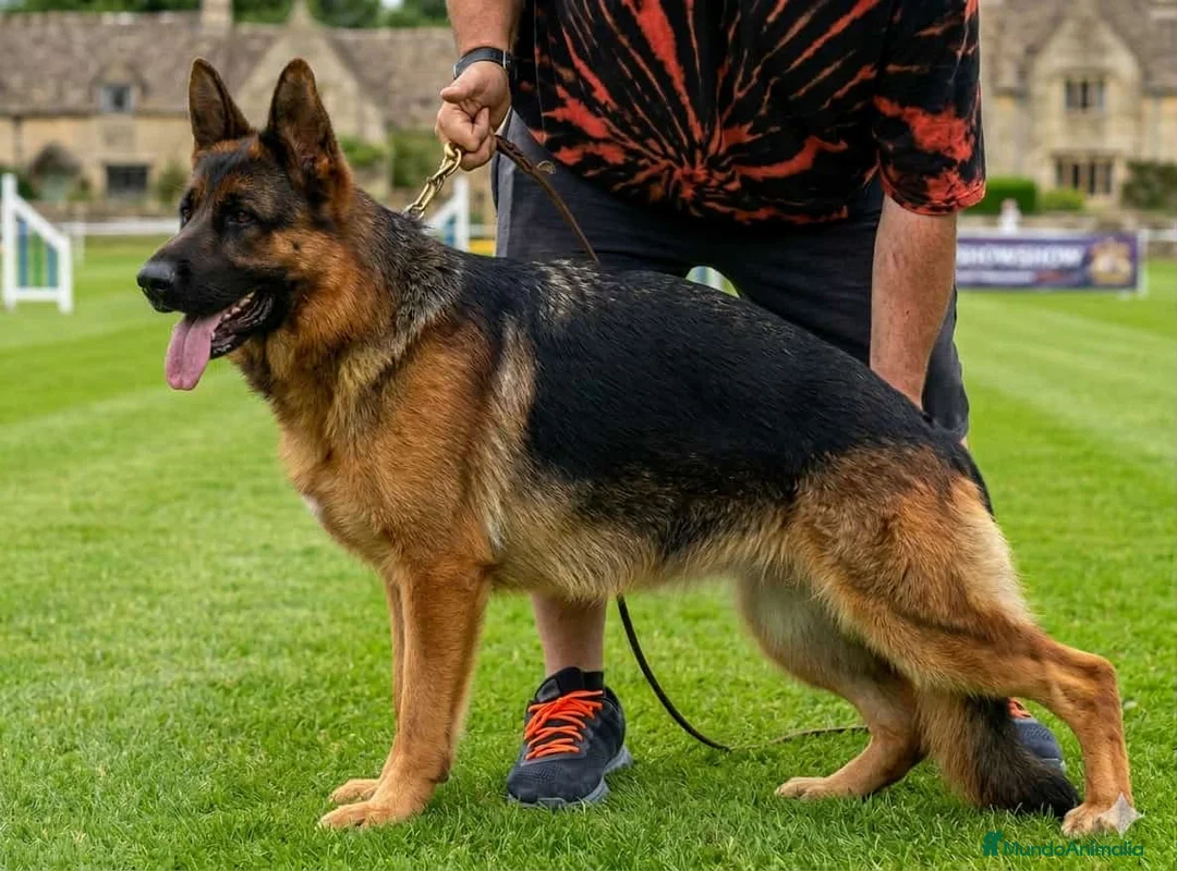 Pastor Alemán perros en venta: Pastor Alemán  - Anuncio 3