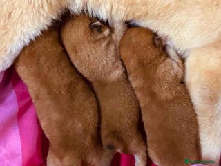 Shiba Inu perros Camada Shiba Inu de Maya y Silvio AQUANATURA en Barcelona - Anuncio 4