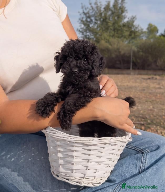 Caniche Enano perros CANICHE NEGRO - MACHO DISPONIBLE - Anuncio 2