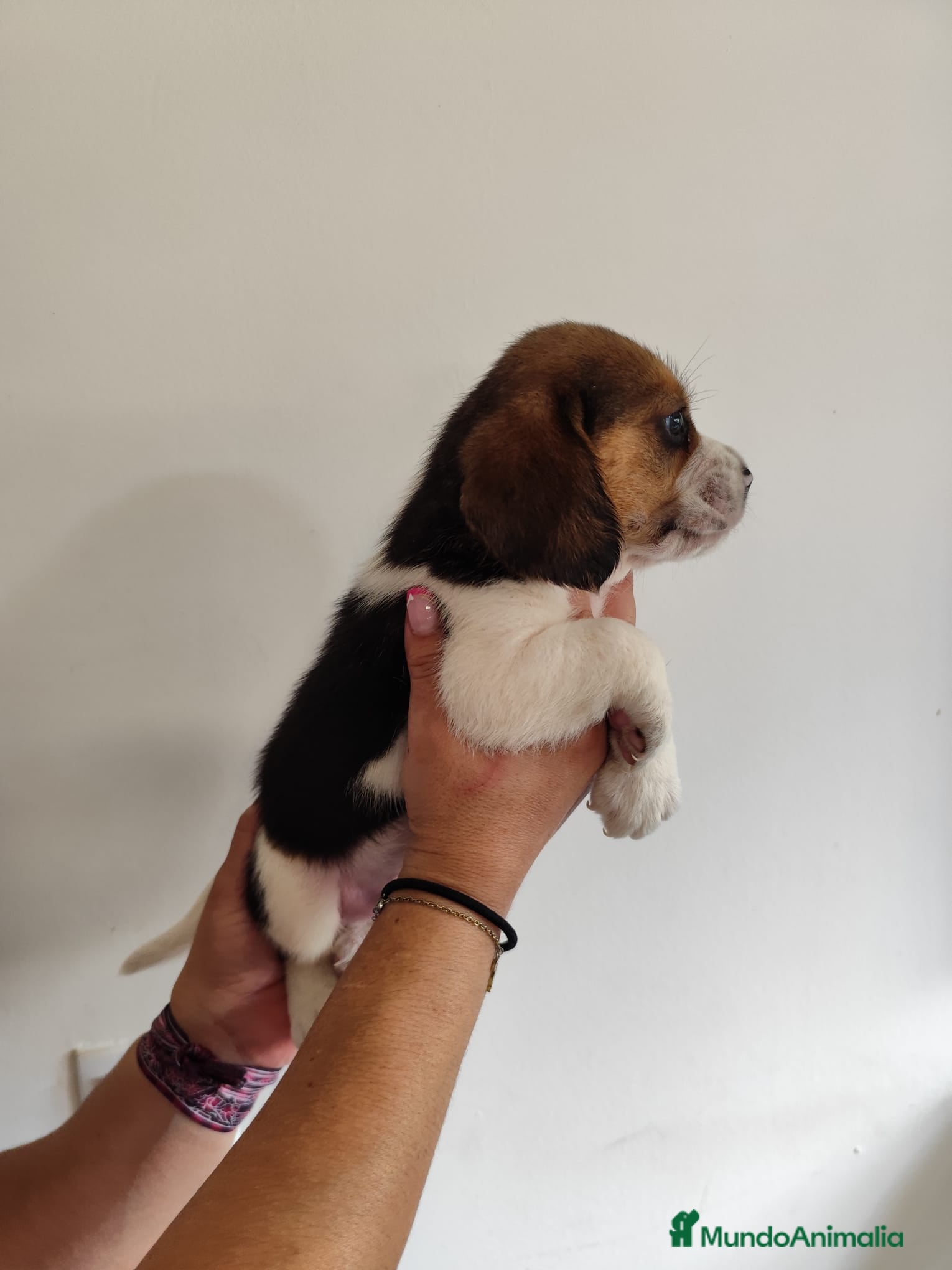 Beagle perros en venta: Beagle 641387649 - Anuncio 2