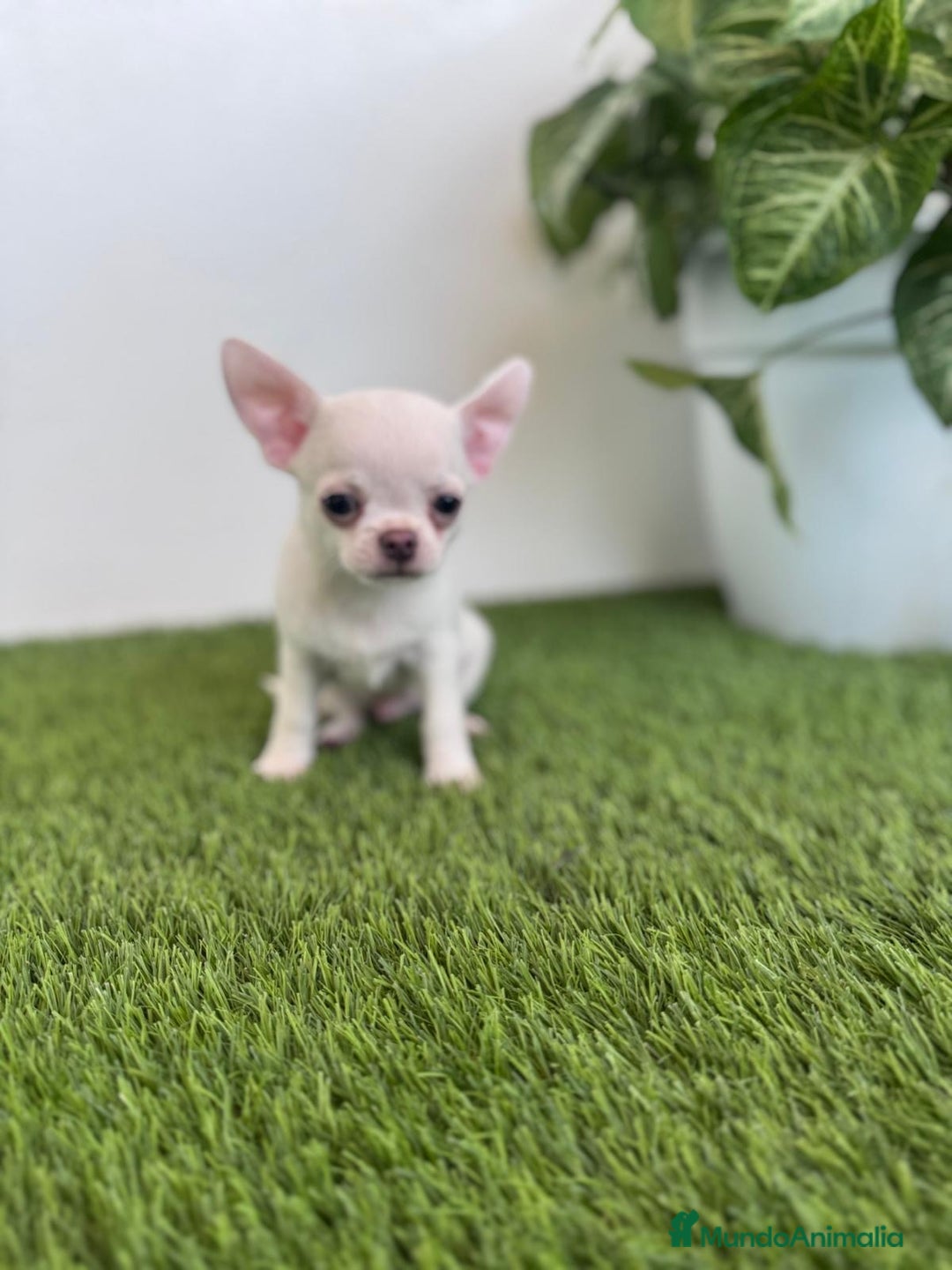Chihuahua perros en venta: CHIHUAHUA  - Imagen 10