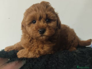 Maltipoo perros Maltipoo miniatura - Anuncio 1