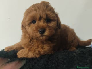 Maltipoo perros Maltipoo miniatura - Anuncio 20