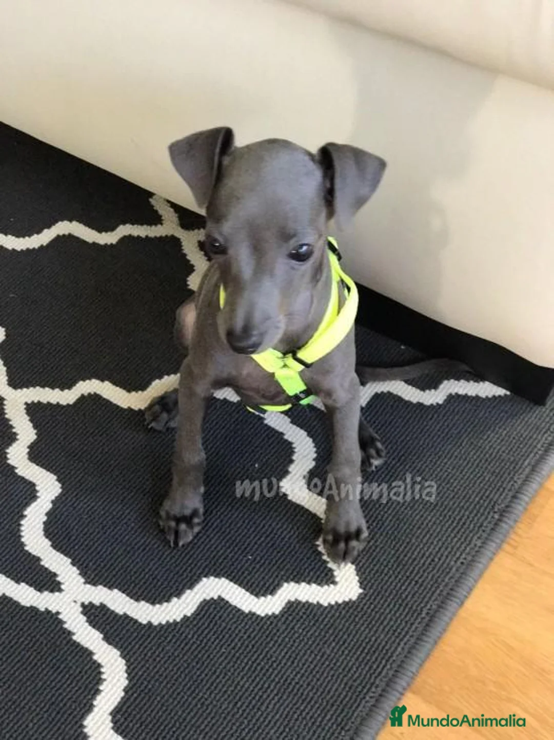 Imagen de galería {{count}}