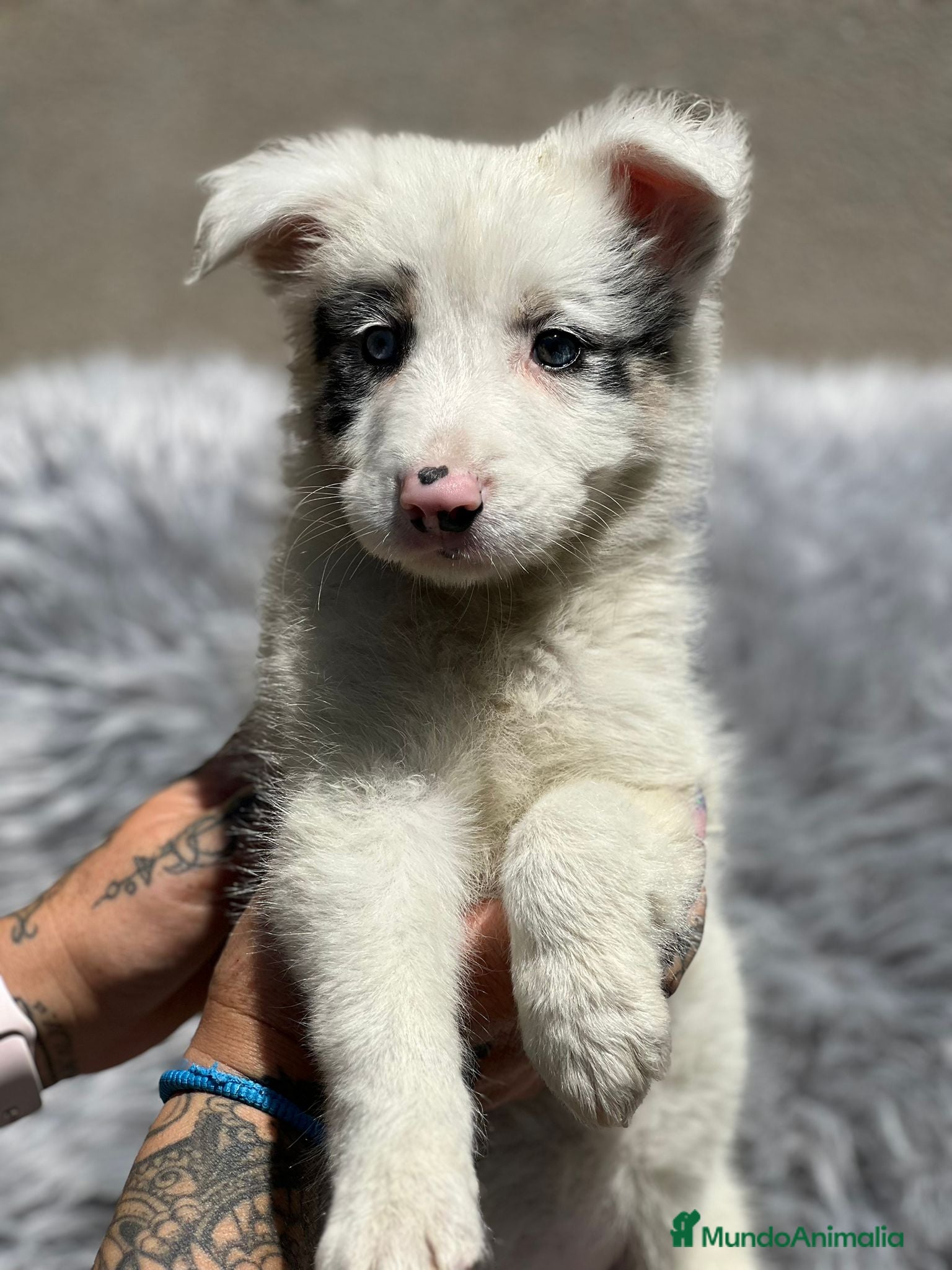 Border Collie perros Border collie  en Barcelona - Anuncio 31