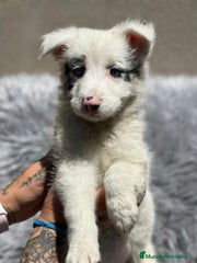 Border Collie Cachorro 1