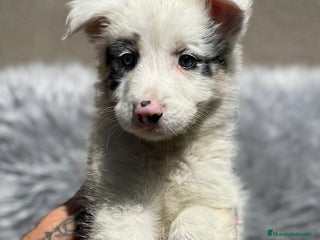 Border Collie perros en Barcelona - Anuncio 14