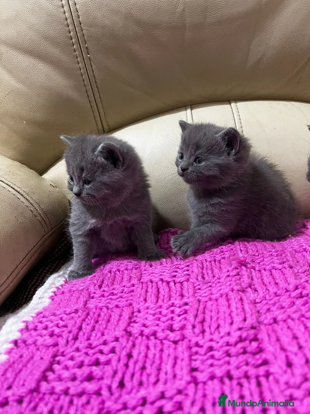 Británico de Pelo Corto gatos en venta: Cariñosos Britthis shorthair negros  en Madrid - Anuncio 7