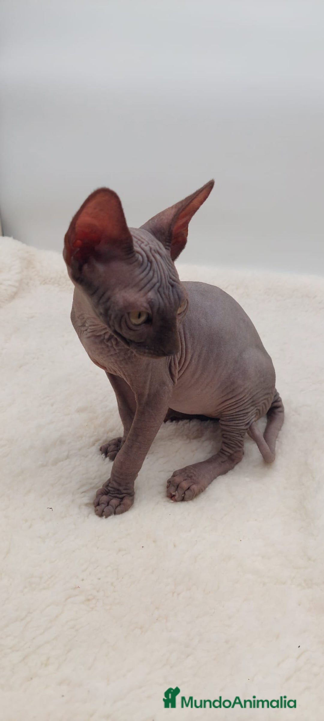 Sphynx gatos en venta: Machito sphynx  - Anuncio 2