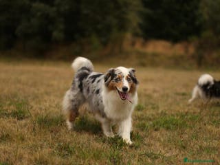 Pastor Australiano perros Cachorros de Pastor australiano - Anuncio 18