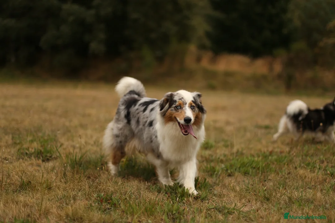 Pastor Australiano perros en venta: Cachorros de Pastor australiano  - Anuncio 5