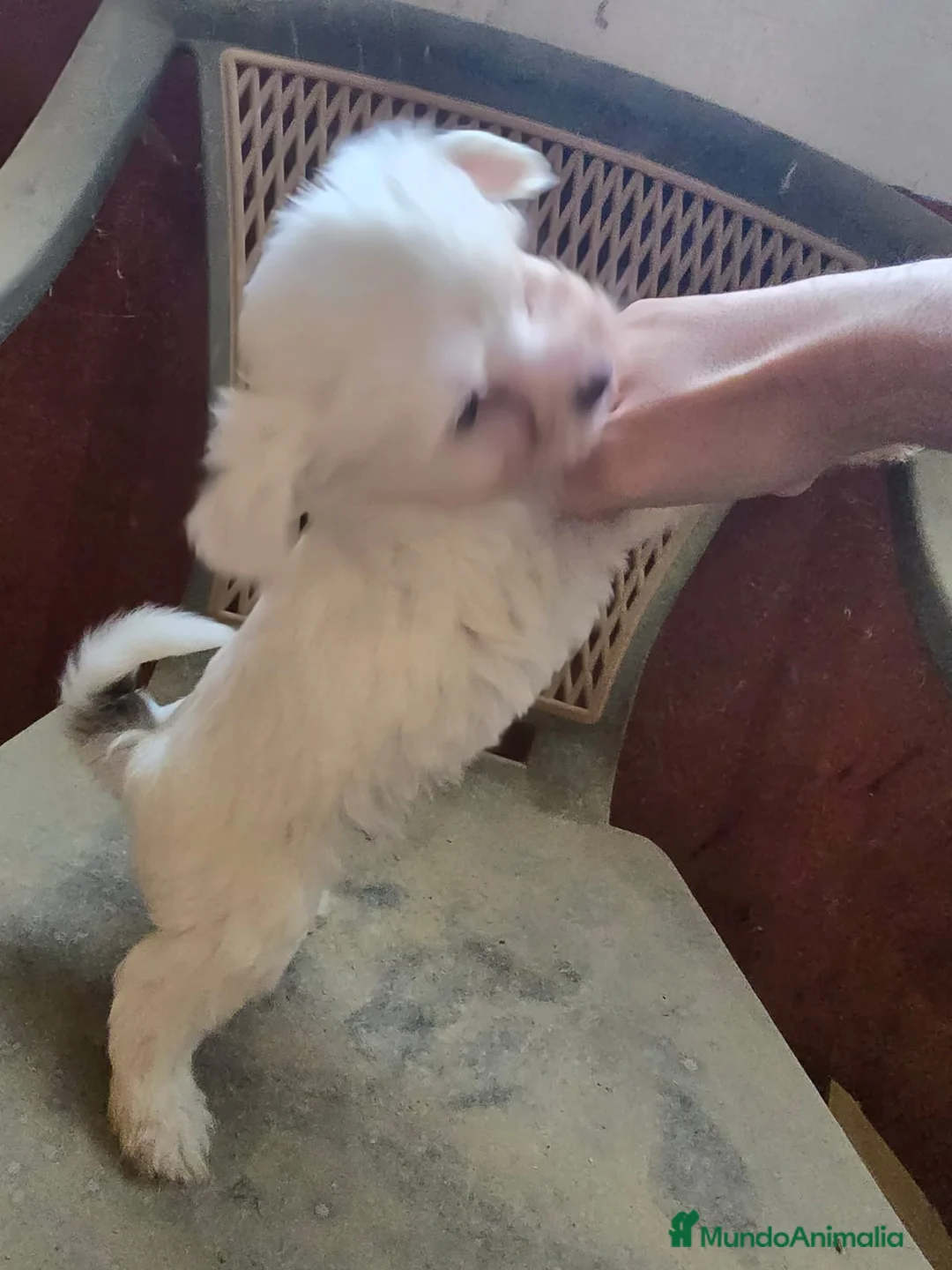 Perro Crestado Chino perros en venta: Cachorros Toys Crestados Chinos  - Anuncio 2