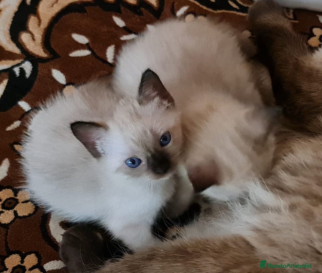 Siamés gatos en venta: Siamés  - Imagen 1
