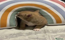 Chihuahua perros en venta: Exclusivos chihuahuas rusos - Imagen 22