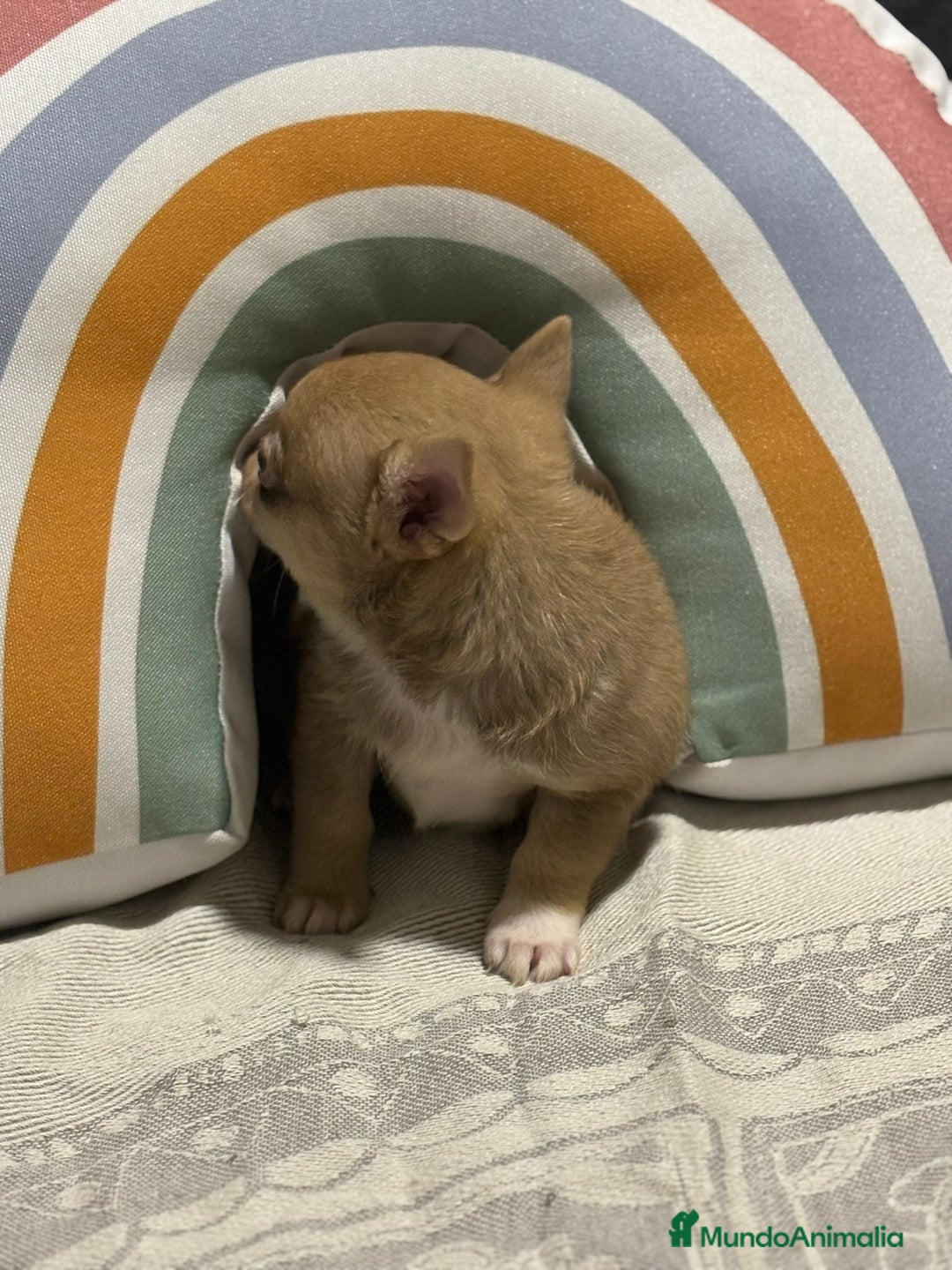 Chihuahua perros en venta: Exclusivos chihuahuas rusos - Imagen 22