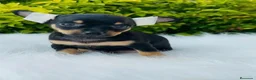 Pinscher Miniatura perros en venta: PINSCHER MINIATURA  - Anuncio 2
