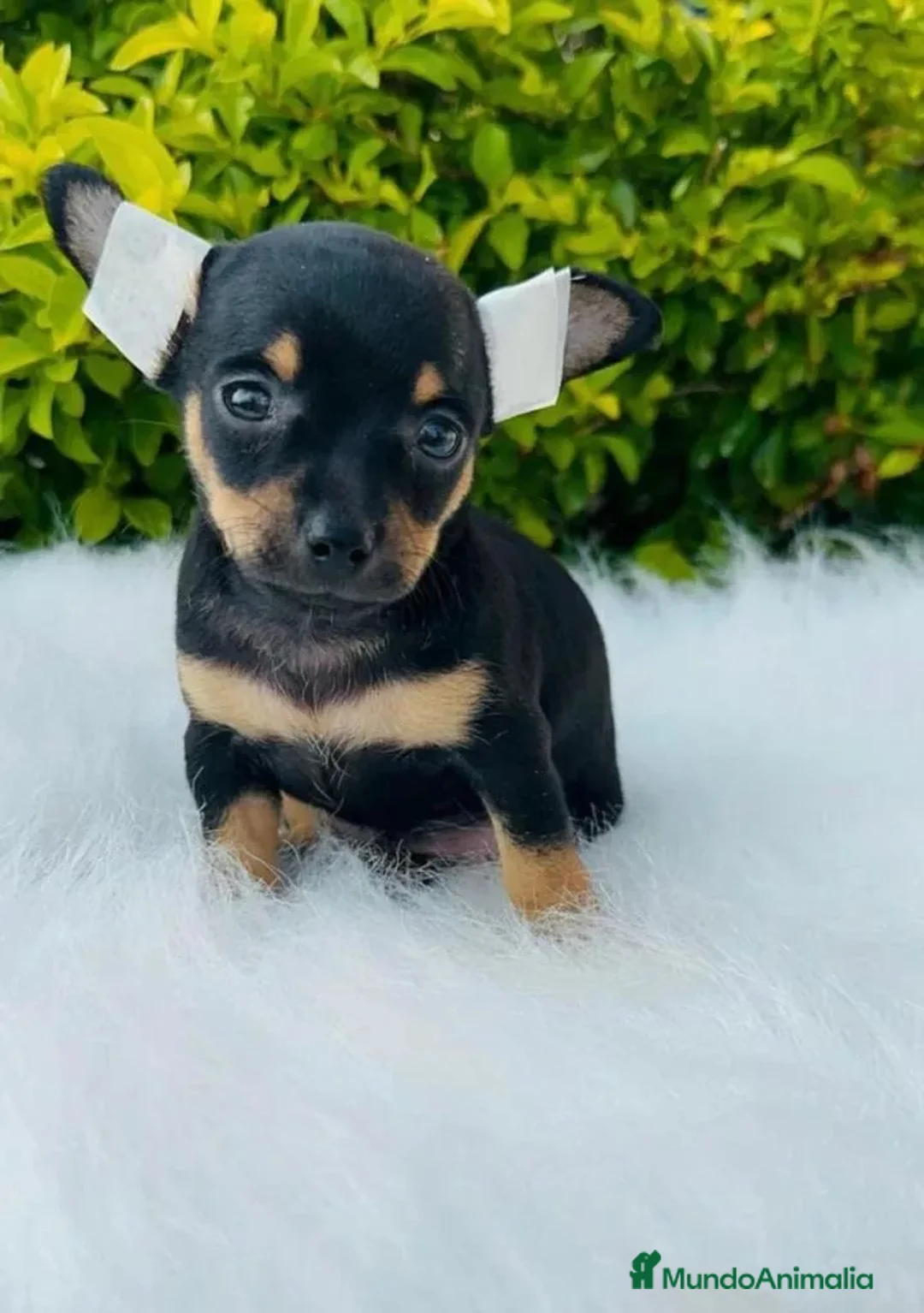 Pinscher Miniatura perros en venta: PINSCHER MINIATURA  - Anuncio 2