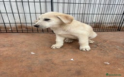 Labrador Retriever perros en venta: Labrador retriever último macho  - Anuncio 8