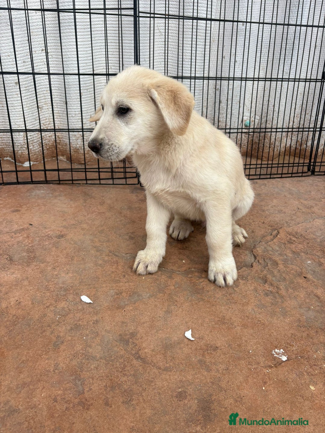 Labrador Retriever perros en venta: Labrador retriever último macho  - Anuncio 8