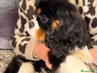 Cavalier King Charles Spaniel perros Cavalier macho tricolor - Anuncio 1