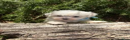 Bichón Maltés perros en venta: Bichon Maltés  - Anuncio 5