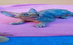 Sphynx gatos en venta: Preciosa hembrita tortuga tabby  - Imagen 7